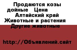 Продаются козы дойные › Цена ­ 3 000 - Алтайский край Животные и растения » Другие животные   